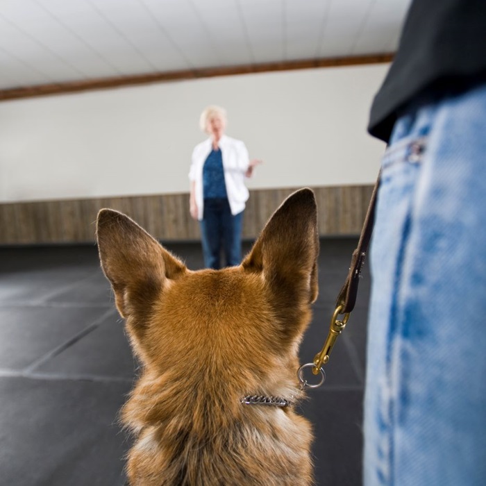 Instructor guiding border collie through weave polls